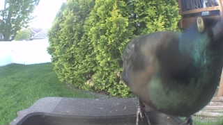 mallard