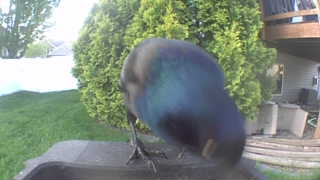 common grackle