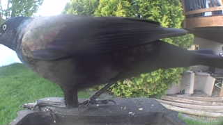 common grackle