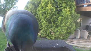 mallard