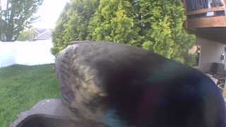 common grackle