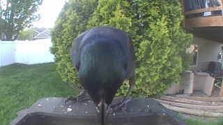 common grackle