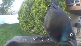 common grackle