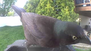 common grackle