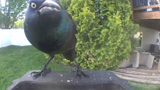 common grackle