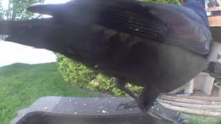 american crow