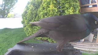 common grackle