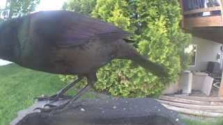 common grackle