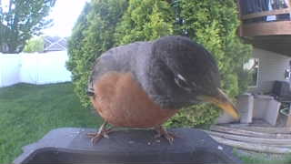 american robin