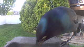 common grackle