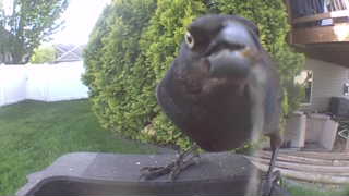 common grackle