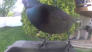 common grackle