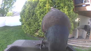 rock pigeon