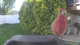 house finch
