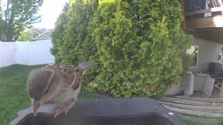 house sparrow