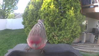 house finch