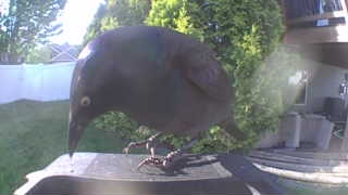 common grackle