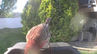 purple finch