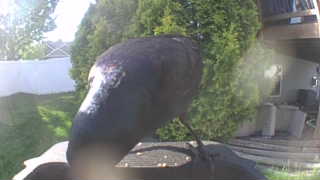 american crow