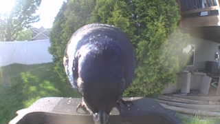 common grackle