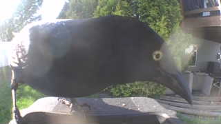 common grackle