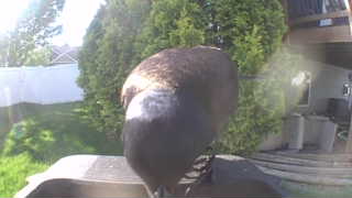 immature bald eagle