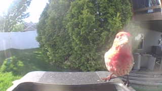 house finch