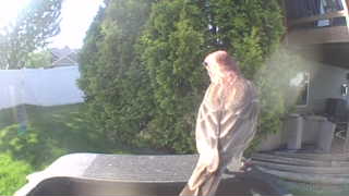 house finch