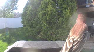 purple finch