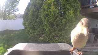 house sparrow