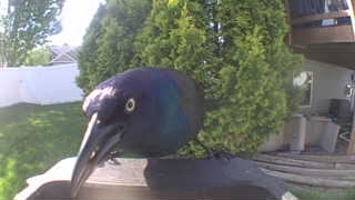 common grackle