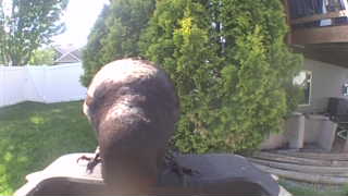american crow