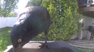 common grackle