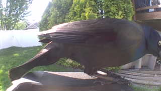 common grackle