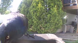 common grackle