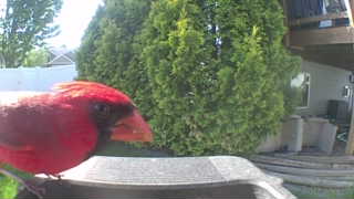 northern cardinal