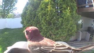 purple finch