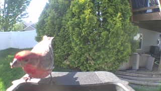 house finch