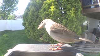 house sparrow