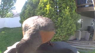 american robin