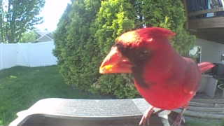 northern cardinal