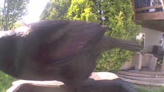 american crow