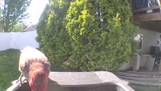 house finch