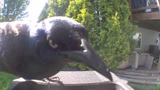 common grackle
