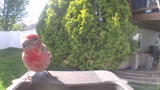 house finch