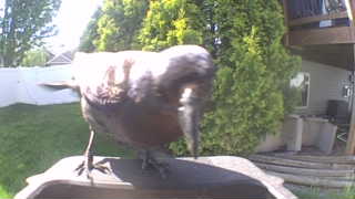 american robin