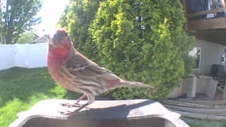 house finch