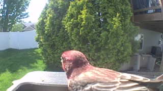 purple finch