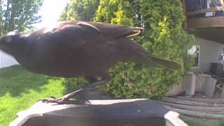 american crow