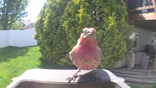 house finch